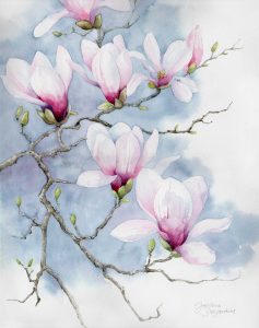 Fleurs de Magnolia