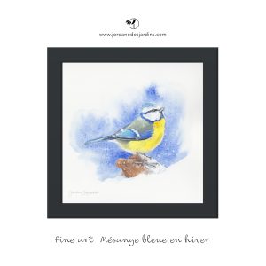 Mésange bleue dans la neige