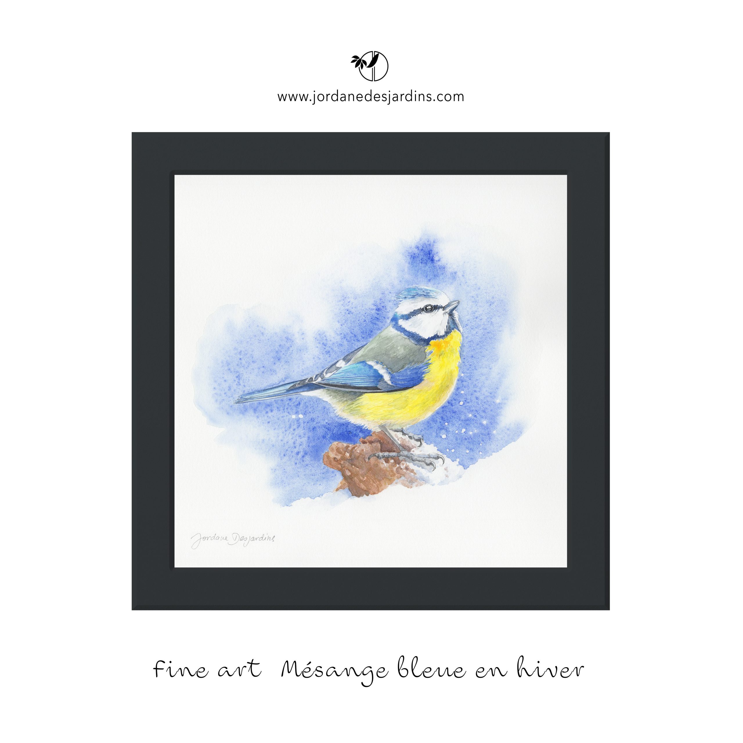 Mésange bleue dans la neige
