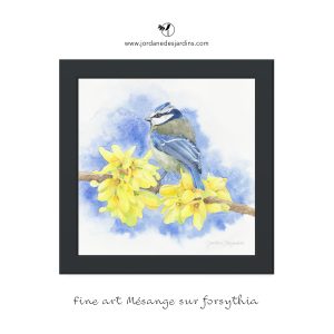 Mésange bleue sur une branche de forsythia