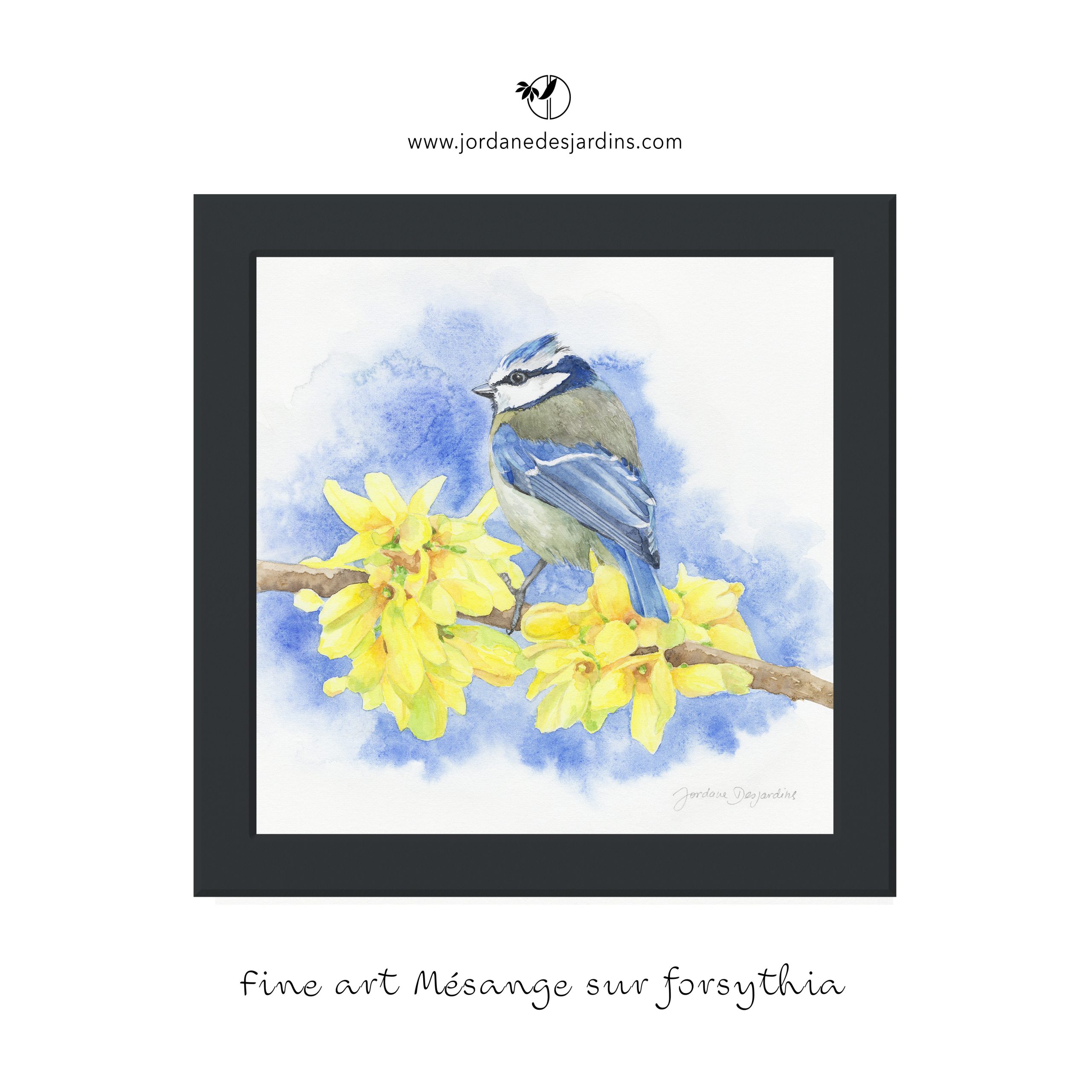 Mésange bleue sur une branche de forsythia