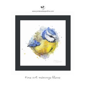 Mésange bleue petite boule de plumes