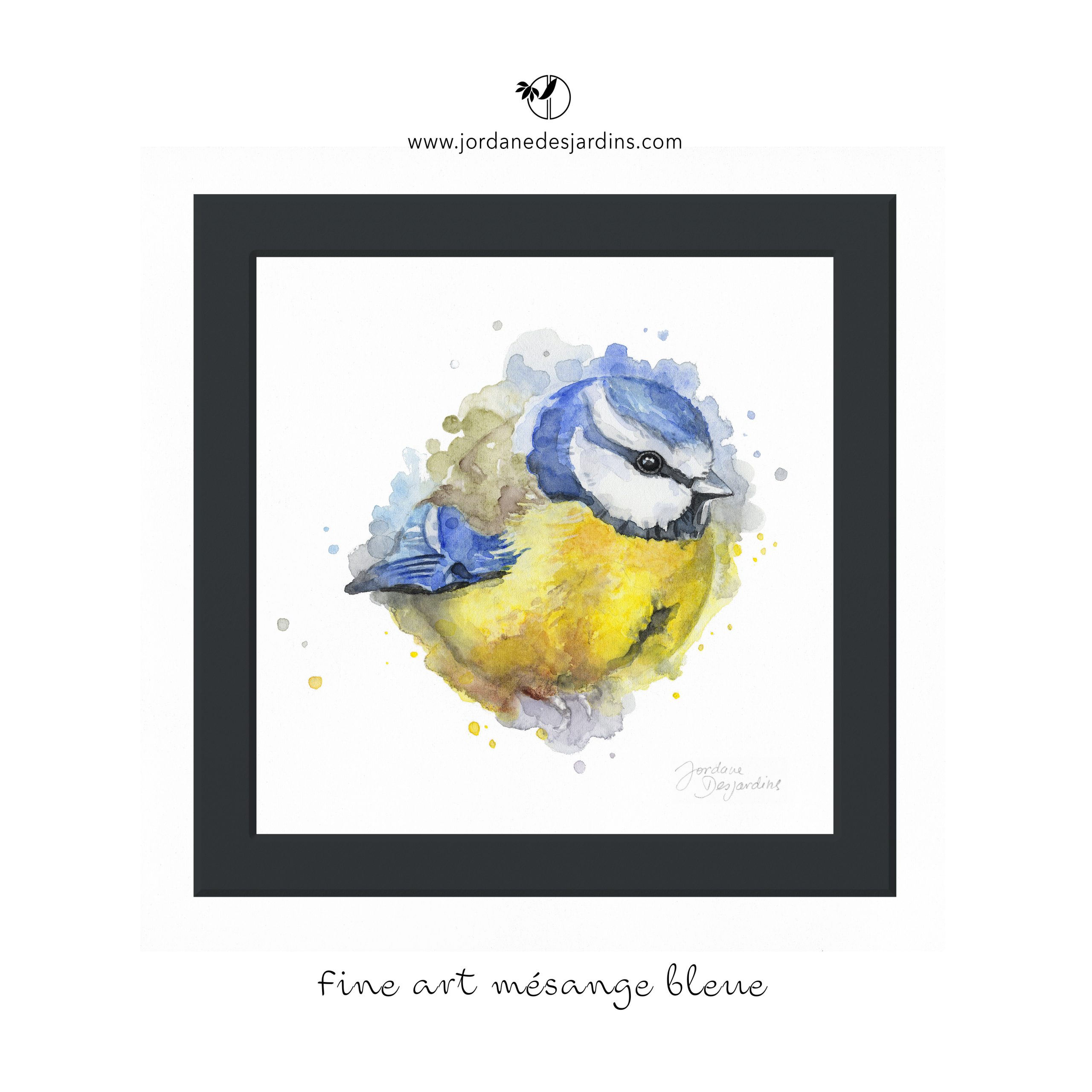 Mésange bleue petite boule de plumes
