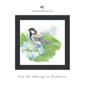 mésange posée sur une fleur d'hortensia